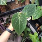 Anthurium King of Spades HU (1), Huis en Inrichting, Ophalen of Verzenden, Halfschaduw, Minder dan 100 cm