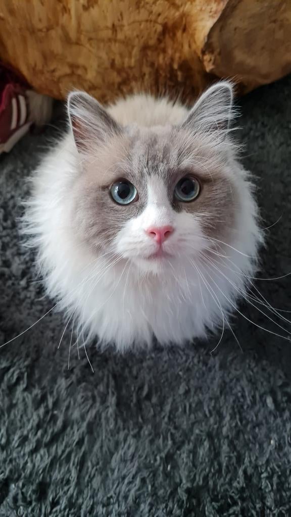 Ragdoll kater te koop!, Dieren en Toebehoren, Kater, Met stamboom