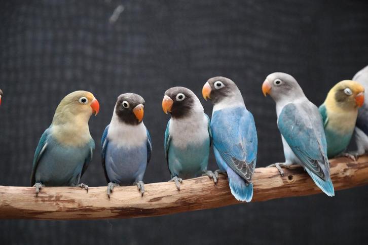 VERWACHT | Jonge Baby Agapornis | Fischeri | Div. Kleuren, Dieren en Toebehoren, Vogels | Parkieten en Papegaaien, Dwergpapegaai of Agapornis