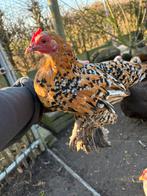 Krielkipjes, Dieren en Toebehoren, Meerdere dieren, Kip