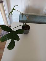 Philodendron Florida Green., Vaste plant, Ophalen of Verzenden, Bloeit niet, Halfschaduw