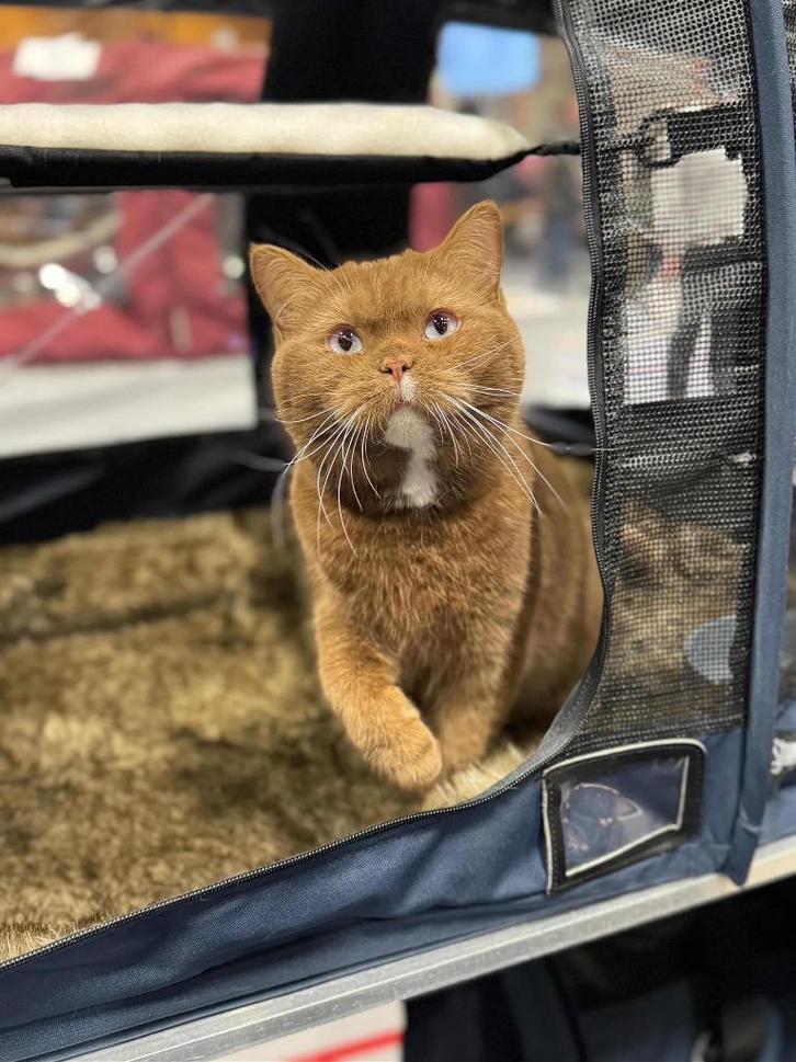 Brits korthaar kittens verwacht cinnamon, Dieren en Toebehoren, Katten en Kittens | Raskatten | Korthaar, Meerdere dieren, 0 tot 2 jaar