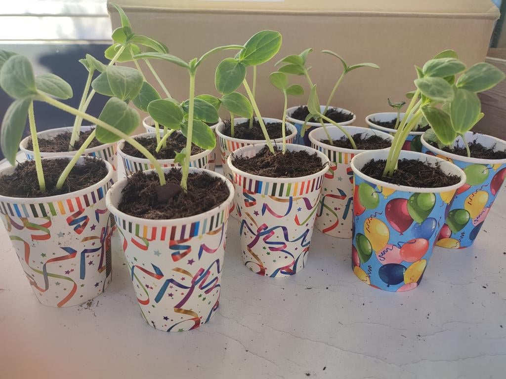 Komkommerplantjes - Minimaal twee per potje!, Tuin en Terras, Planten | Tuinplanten, Ophalen, Volle zon, Groenteplanten, Eenjarig