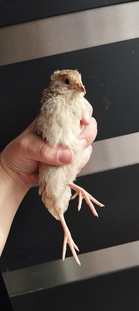 Kwartels 4 weken oud, Dieren en Toebehoren, Geslacht onbekend, Overige soorten