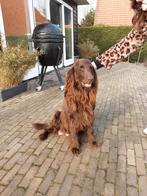Flatcoated retriever puppy's, Dieren en Toebehoren, Parvo, Overige rassen, 8 tot 15 weken, Meerdere