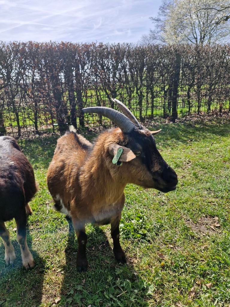 Dwerggeit met jong bokje, Dieren en Toebehoren, Schapen, Geiten en Varkens, Meerdere dieren, Geit