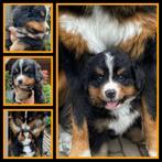 Berner sennen pups verwacht met stamboom, Parvo, Overige rassen, 8 tot 15 weken, Meerdere