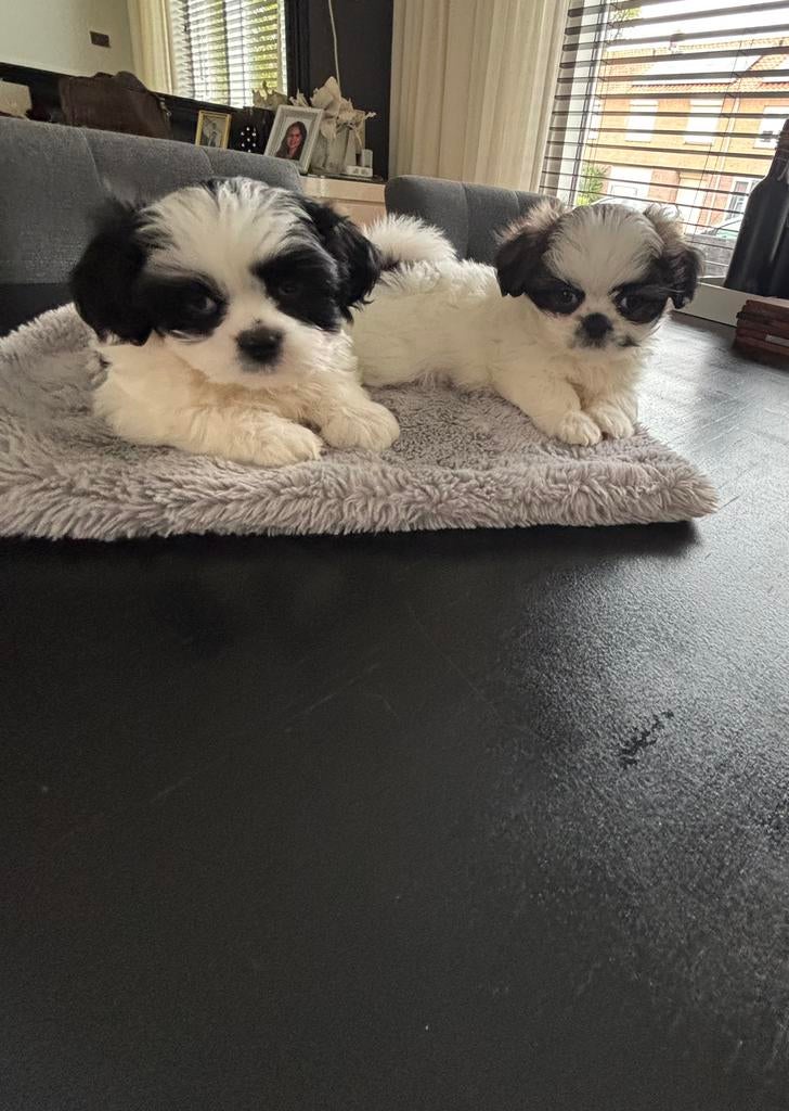 Schattige Boomer/Pekinees pupy’s, Overige rassen, Meerdere, Meerdere dieren, Nederland