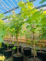 Druivenrank - druif - druivenplant, Ophalen, Overige soorten, Lente