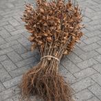 beukenhaag, Tuin en Terras, Planten | Struiken en Hagen, Ophalen, Beukenhaag, Haag, Minder dan 100 cm