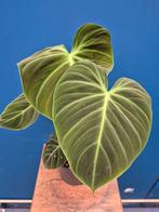 Philodendron El Choco Red XXL p17 (3)