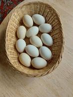 Ganzen  eieren elke week vers. Ganzeneieren, Ophalen of Verzenden