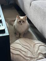 Ragdoll poes Lilac Mink Mitted, Dieren en Toebehoren, Katten en Kittens | Raskatten | Langhaar, Poes, Ontwormd