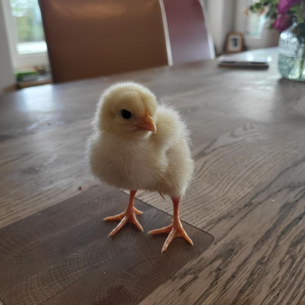 Gezocht kippenhok 8 kippen, Dieren en Toebehoren, Vrouwelijk, Kip