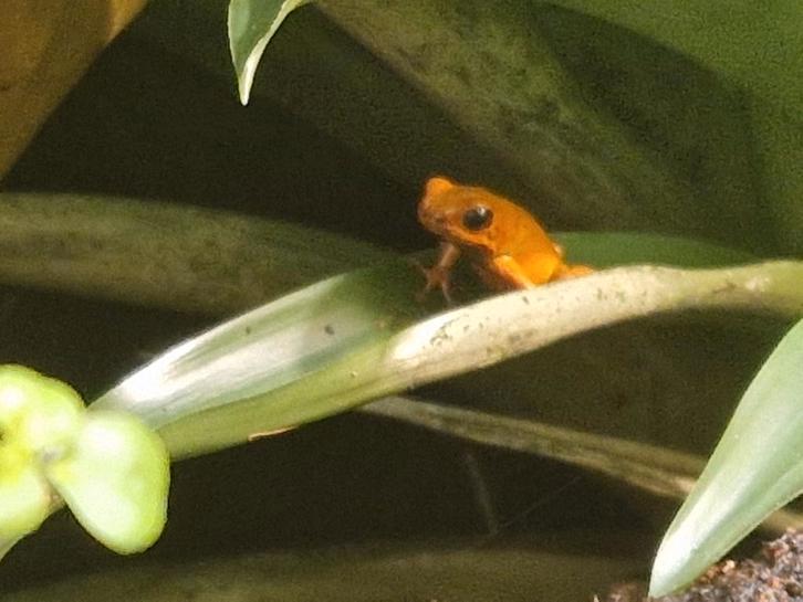 Oophaga Pumilio Bri Bri gifkikker 50€ Frog - female for sale from Jan Maasen