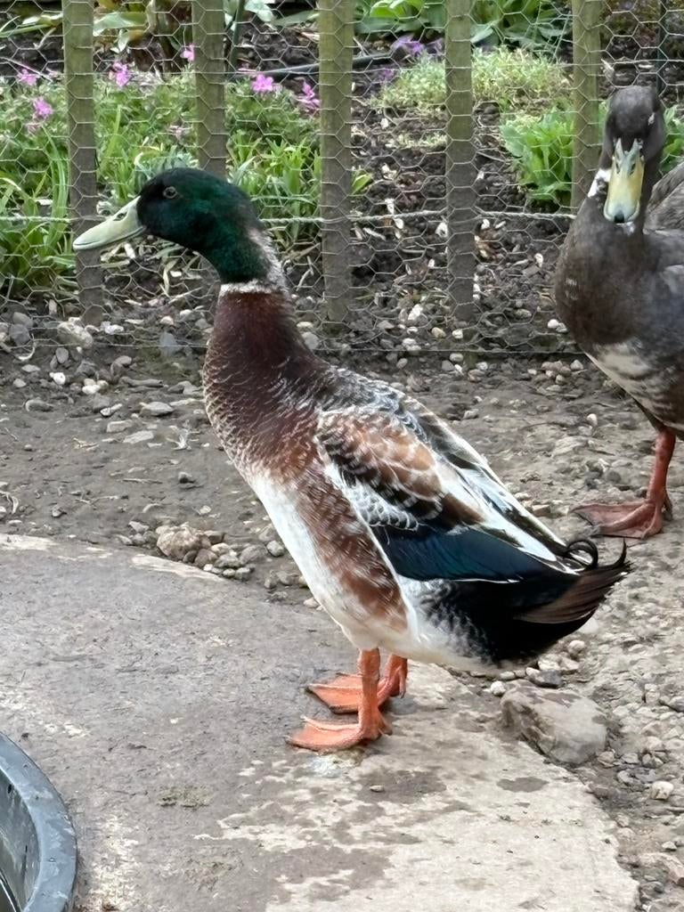 Loopeend woerd, Meerdere dieren, Eend