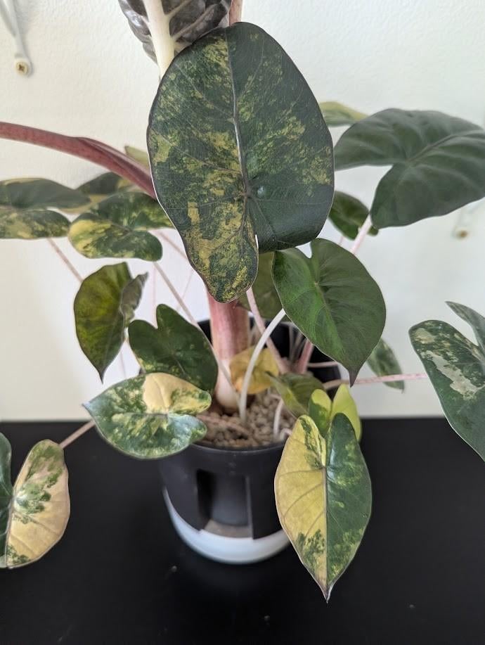 Alocasia Yucatan Princess Aurea Babyplantjes & Knollen, Ophalen of Verzenden, Overige soorten, Volle zon, Minder dan 100 cm