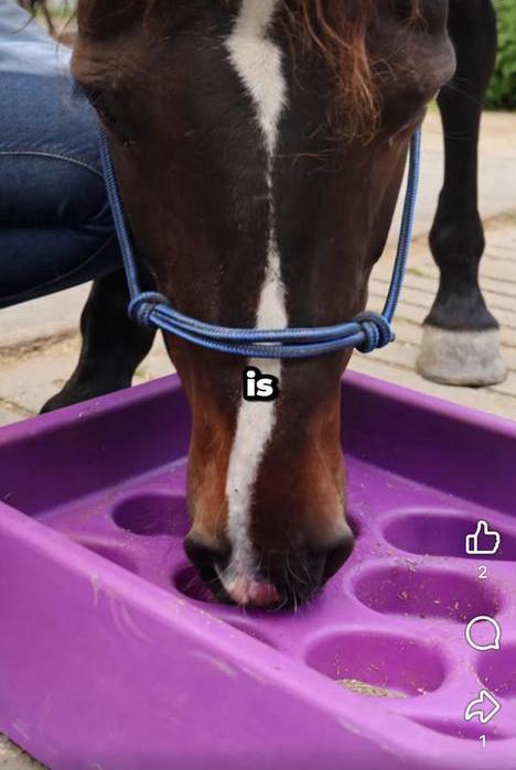 Paddockparadijs oudkarspel, Dieren en Toebehoren, Stalling en Weidegang, Stalling, Weidegang, 2 of 3 paarden of pony's