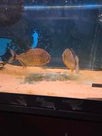 2 grotere piranha, rond de 18 cm 75,00 pst, Dieren en Toebehoren, Vissen | Aquariumvissen, Vis, Zoetwatervis, Schoolvis