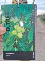 Walnotenboom Juglans regia - In pot walnoot, Lente, In pot, Ophalen of Verzenden, 250 tot 400 cm