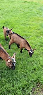 Dwergbok, Mannelijk, Geit, 0 tot 2 jaar