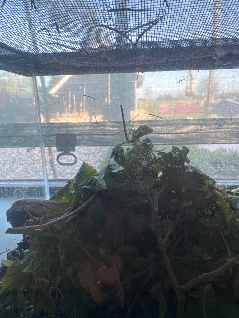 Wandelende takken, Dieren en Toebehoren, Wandelende tak