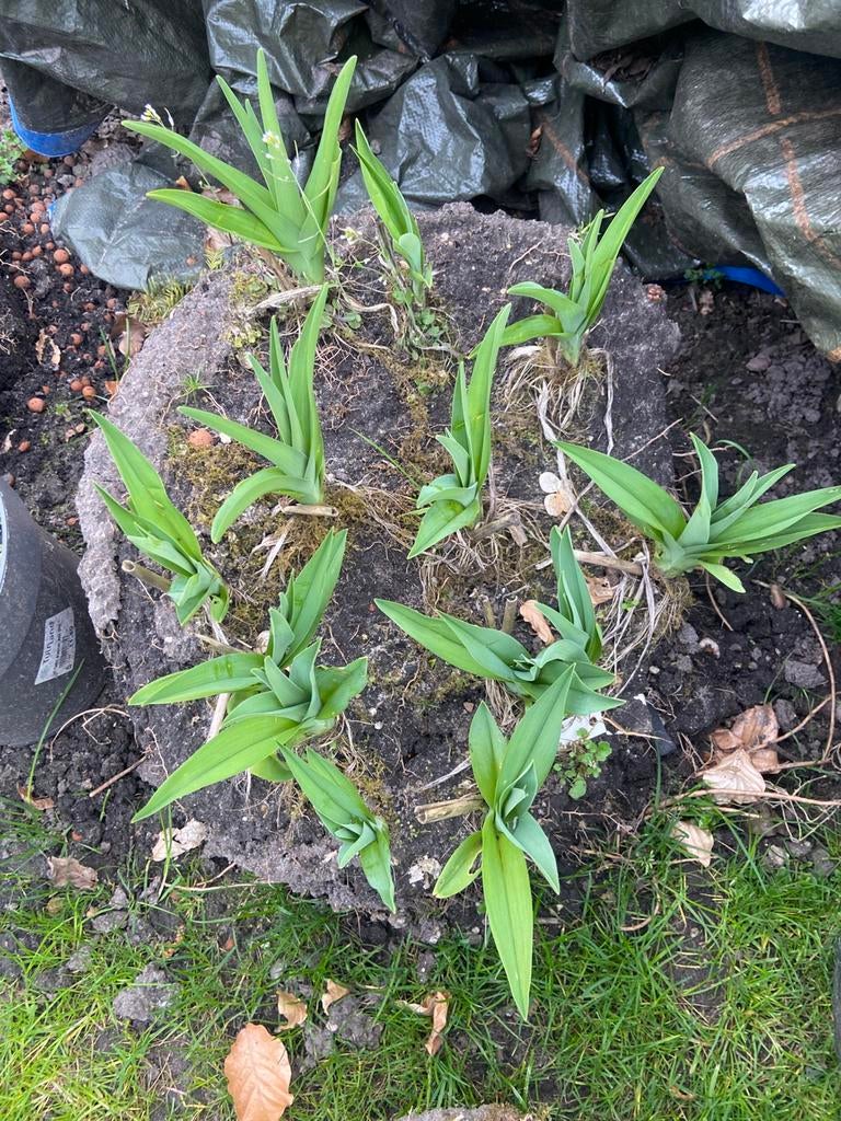 15 gele lelie planten, Ophalen of Verzenden, Overige soorten, 250 cm of meer