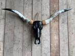 Mooie longhorn schedel! (Zwarte schedel), Ophalen, Nieuw, Overige soorten, Schedel