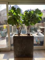 Ficus Lyrata tabaksplant inclusief pot, Ophalen, Ficus, 200 cm of meer, Halfschaduw