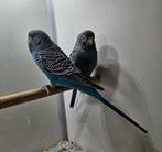 2 Blackface grasparkiet mannen, Dieren en Toebehoren, Vogels | Parkieten en Papegaaien, Mannelijk, Parkiet