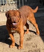 Bordeauxdog bordeaux dog reu dekreu te koop hd vrij en top, Nederland, Parvo, Eén hond, Fokker | Professioneel