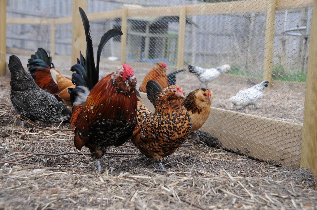 Broedeieren Antwerpse baardkriel, Dieren en Toebehoren, Geslacht onbekend, Kip