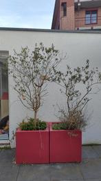 Olijfbomen in grote rode bloembakken, Lente, 100 tot 250 cm, Olijfboom, Ophalen