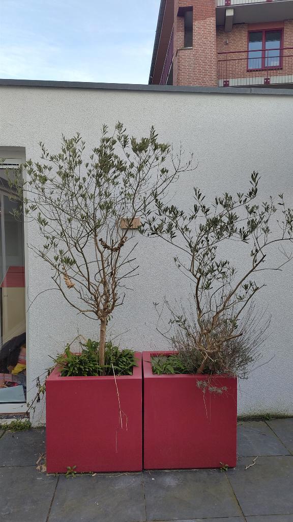 Olijfbomen in grote rode bloembakken, Tuin en Terras, Planten | Bomen, Olijfboom, 100 tot 250 cm, Volle zon, Lente, In pot, Ophalen