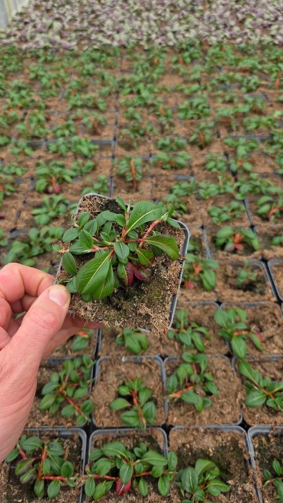 Persicaria affinis superba - Duizendknoop, Bodembedekkers, Volle zon, Vaste plant, Ophalen of Verzenden