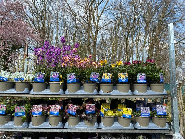 45 soorten vaste planten  - 10 voor €27,50, Tuin en Terras, Planten | Tuinplanten, Overige soorten, Volle zon, Lente, Ophalen
