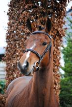 Super brave connemara ruin, Dieren en Toebehoren, Pony's, Ruin, 3 tot 6 jaar