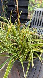 Groene plant met lichte strepen in pot, Vaste plant, Siergrassen, Ophalen of Verzenden, Bloeit niet