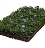 Groendak Sedum cassettes en schaduw plant cassettes, Ophalen of Verzenden