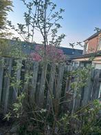 Gratis Appelboom zelf ophalen en uitgraven, Ophalen, Lente, Volle zon, Appelboom