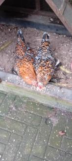 Te koop twee sabelpoot hennetjes + hok, Dieren en Toebehoren, Ophalen