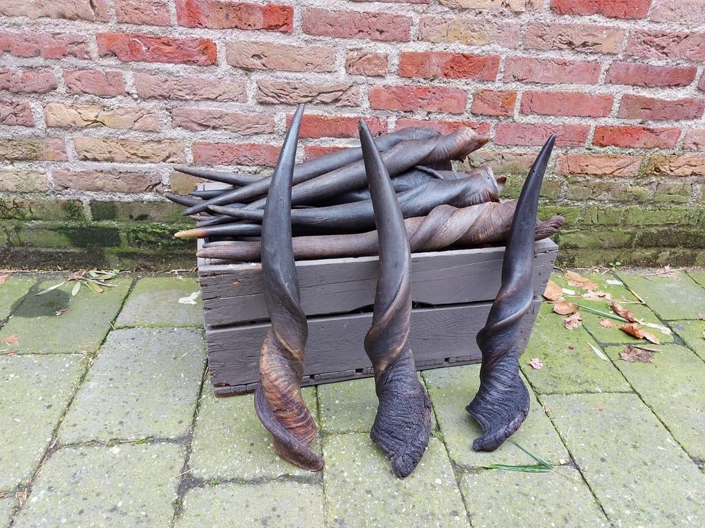 Diverse Afrikaanse hoorns taxidermy opgezette hert schedel, Verzamelen, Dierenverzamelingen, Ophalen, Wild dier, Gewei of Kop