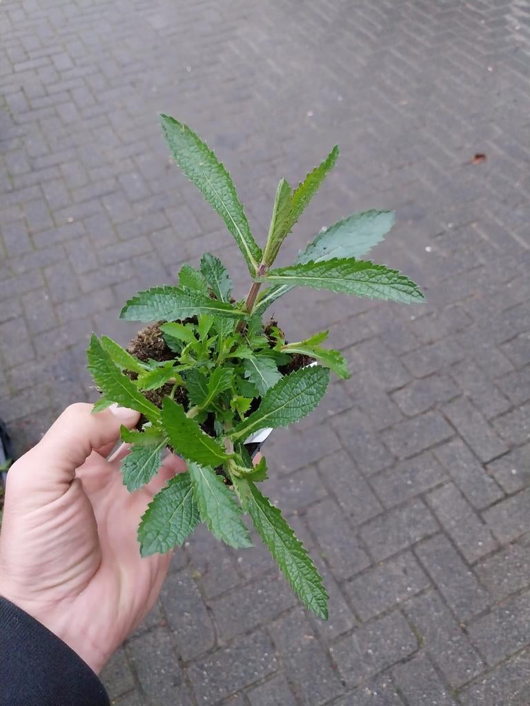 Verbena Lollipop - Vaste plant voor volle zon, Ophalen, Overige soorten, Volle zon
