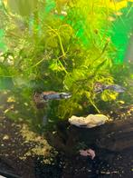 Blue/red metal guppen, Dieren en Toebehoren, Vis