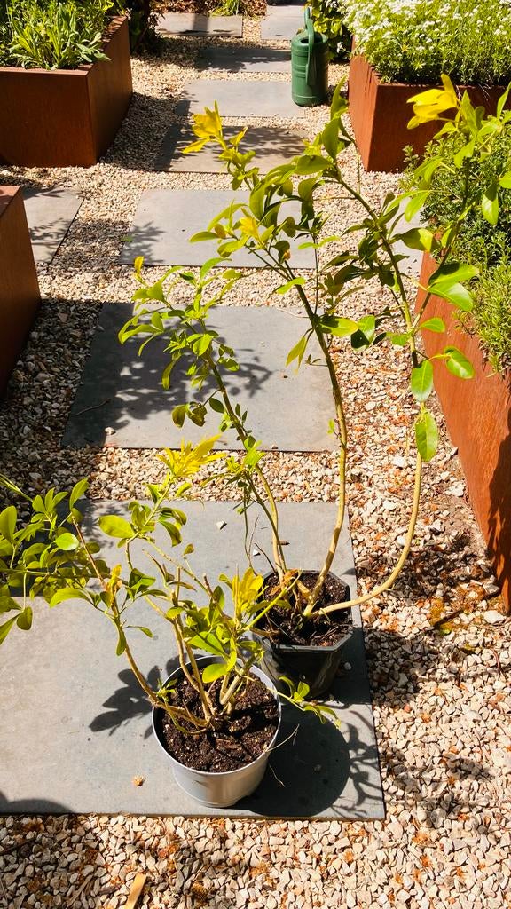 2x Mexicaanse oranjebloesem (Choisya ternata), Tuin en Terras, Planten | Tuinplanten, Vaste plant, Overige soorten, Volle zon