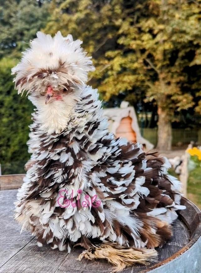 Broedeieren mottled krul zijdehoenders zijdehoen kippen, Dieren en Toebehoren, Pluimvee, Kip