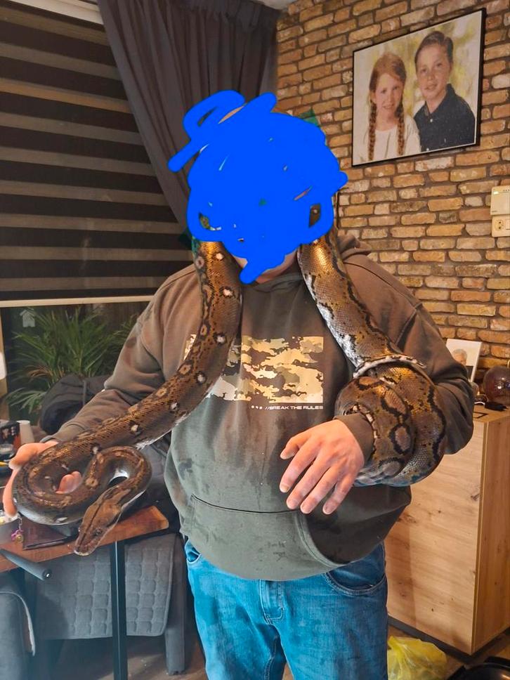 0.1 retic super dwarf met terrarium Reticulated Python - female for sale from Ruud