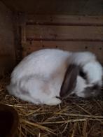 Sallander hangoor konijn ram, Mannelijk, Klein, Hangoor, 0 tot 2 jaar