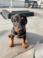 Jack russel pup black and tan (reu) + start benodigheden, HCC (leverziekte), Jack Russell Terriër, Reu, 8 tot 15 weken