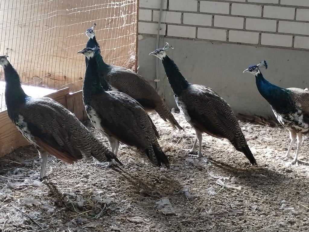 Pauwen, Dieren en Toebehoren, Pluimvee, Meerdere dieren, Overige soorten